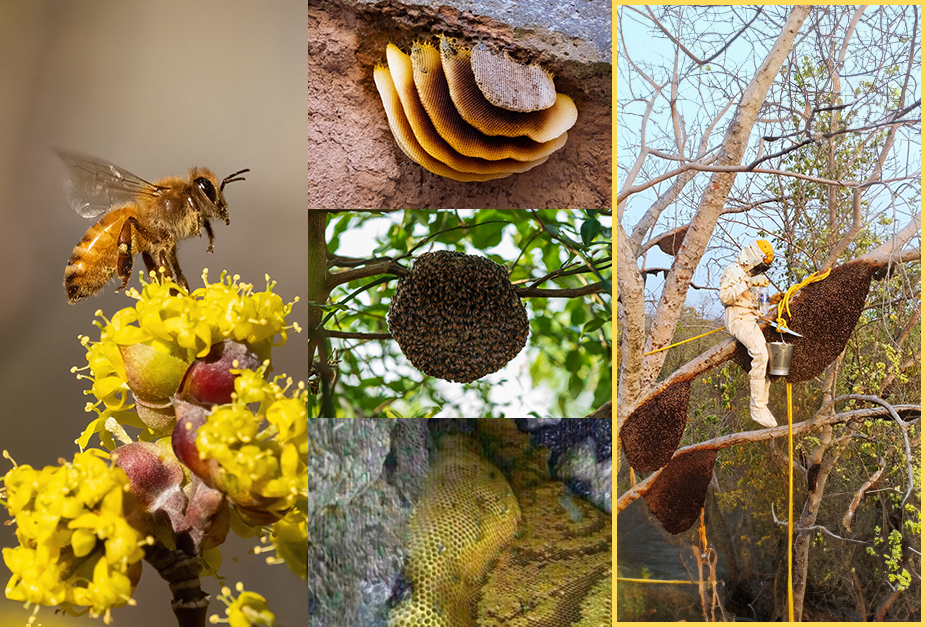 captures an individual wearing protective gear while interacting with large hanging beehives